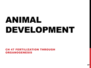 Animal Development part1