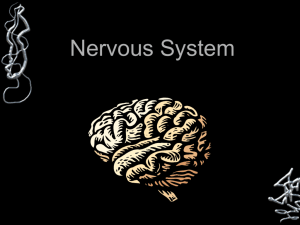 Nervous System - Science