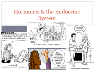 Hormones & the Endocrine System PowerPoint