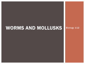 worms_and_mollusks