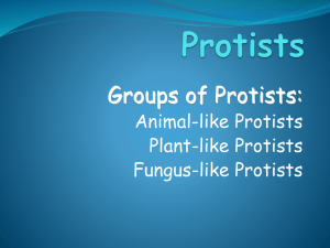 Types of Protists