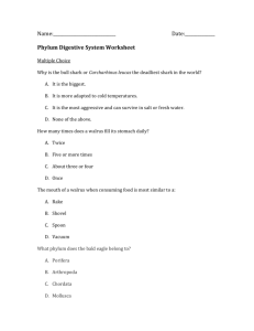 click here to get the worksheet - Digestive Systems In Different