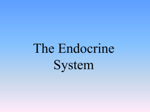 1H The Endocrine System
