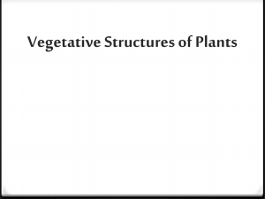 Plant Parts and Their Functions