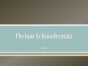 phylum_echinodermata