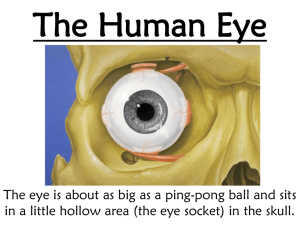 The Human Eye - Coach Ed Science