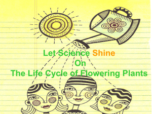 Life Cycle of a Flowering Plant