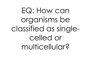 Single-celled vs multicellular