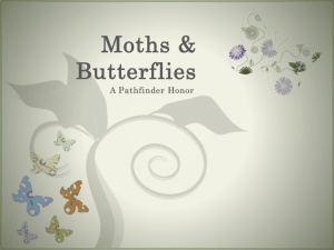 Moths & Butterflies - keep calm & pathfinder on