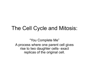 The Cell Cycle and Mitosis: