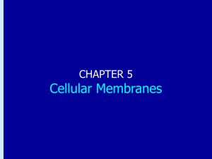 Chapter 5: Cellular Membranes