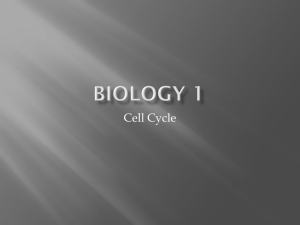 7 Cell Cycle
