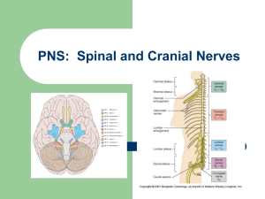 PNS: Spinal and Cranial Nerves