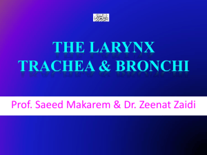 L3-Larynx, Trachea