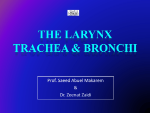 04 Larynx, Trachea & Bronchi2012