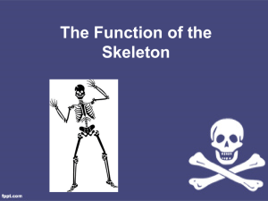 PP_skeleton