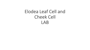 Elodea Leaf Cell and Cheek Cell LAB