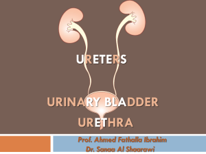 2-URETERS, URINARY BLADDER, URETHRA_20152015