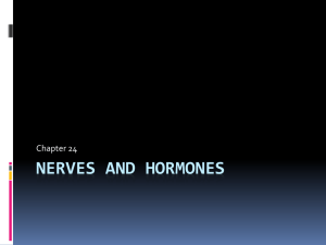Nerves and hormones PPT