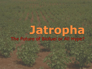 Jatropha - The Franke Institute for the Humanities