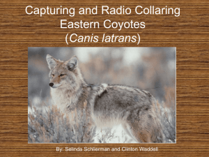 PowerPoint Presentation - Capturing and Radio Collaring Eastern