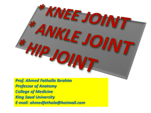 Hip, Knee & ankle joints - King Saud University Medical Student