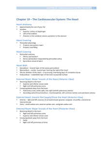 Chapter 18 - Cardiovascular System: Heart
