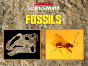 SW-POWERPOINT-FOSSILS