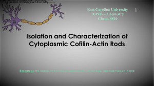 Presentation : Isoltaion and characterization of cytoplasmic cofilin - Actin rods