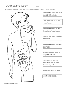 Digestive-System-at-Work