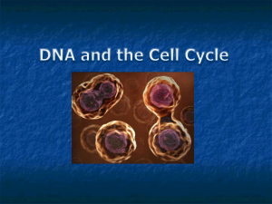 PPT - DNA and the Cell Cycle