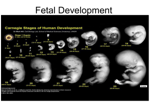 Fetal Development 2018