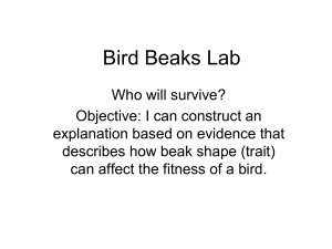 Bird Beak Lab