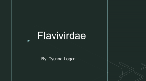 flavivirdae