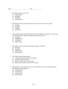 Brain Quiz PDF