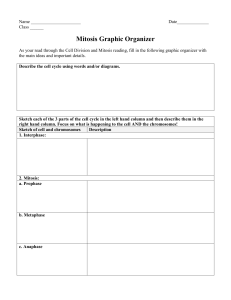 Mitosis graphic organizer