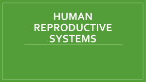 Reproductive system - 7th