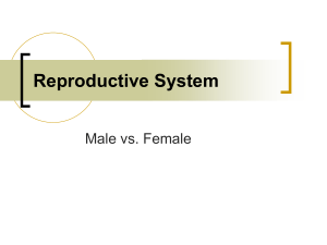14 Biology 1 16 08 Reproductive System Feeback Systems