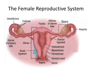 Human female reproductıve system