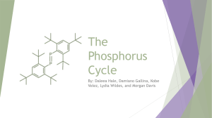 Phosphorus Cycle Slide Show