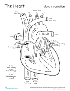 anatomy-heart-2