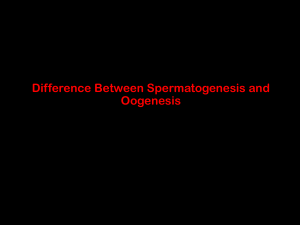 Difference between oogenesis and spermatogenesis 