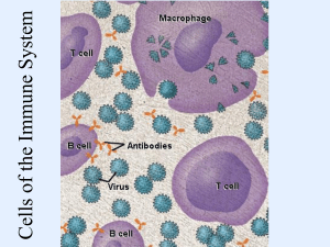 Immune System Cells Slideshow