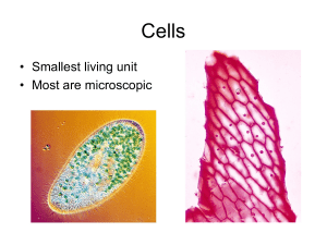 Unit 2 Cells