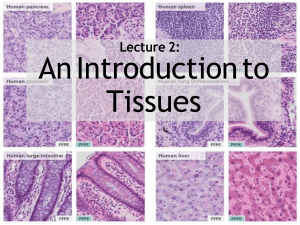 L02 An Introduction to Tissues (after)-converted