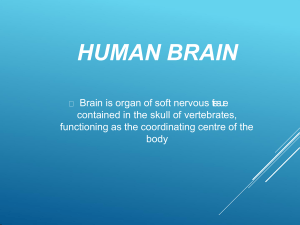 human-brain-160110211748-converted