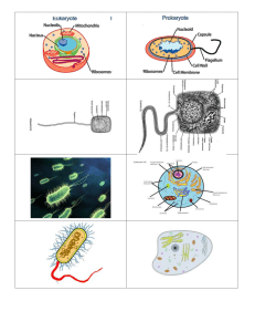 Eukaryote and Prokaryote Picture Sort