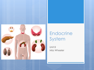 Endocrine NOTES
