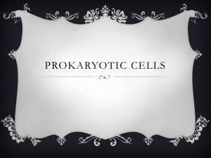 Prokarotic Eukariotic cell sorting activity