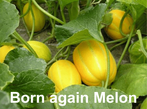 Korean Melon